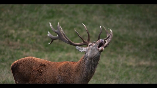 Video Reference: Mammal, Horn, Reindeer, Vertebrate, Elk, Wildlife, Deer, Antler, Terrestrial animal, Snout