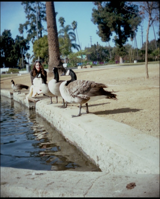 Video Reference: water bird, bird, ducks geese and swans, duck, water, waterfowl, beak, tree, goose, recreation, Person