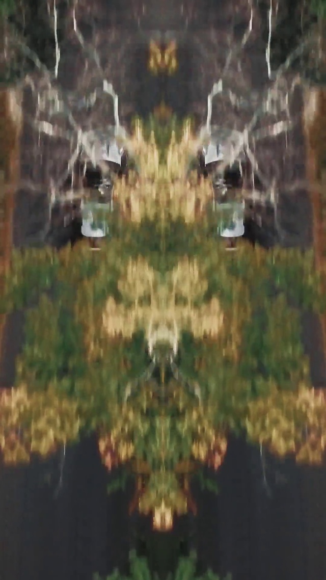 Video Reference: Nature, Symmetry, Lighting, Tree, Leaf, Reflection, Organism, Plant, Kaleidoscope, House