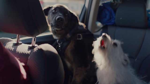 Video Reference: Dog, Canidae, Snout, Sporting Group, Dog breed, Non-Sporting Group, Fur, Carnivore