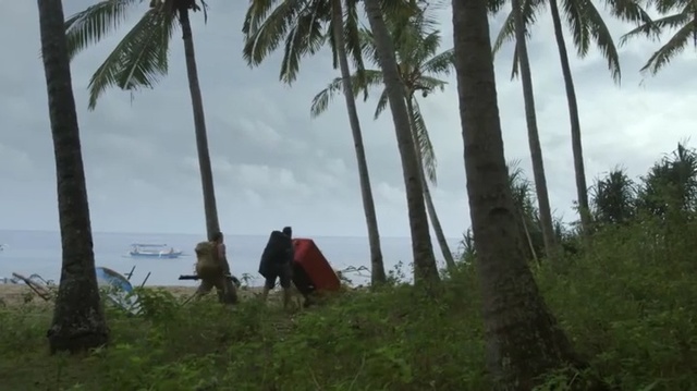 Video Reference: Tree, Nature, Palm tree, Vegetation, Arecales, Woody plant, Biome, Plant, Tropics, Attalea speciosa