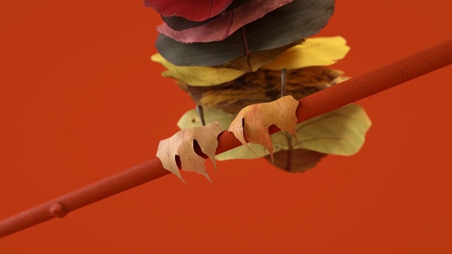 Video Reference: red, close up, macro photography, hand, flower, plant stem, petal, twig