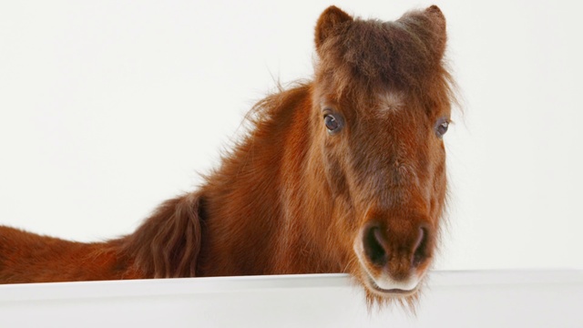 Video Reference: Mammal, Vertebrate, Horse, Shetland pony, Mane, Sorrel, Pony, Brown, Mare, Liver