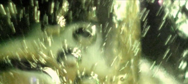 Video Reference: Nature, Light, Natural environment, Tree, Sunlight, Organism, Grass, Plant, Forest, Animation