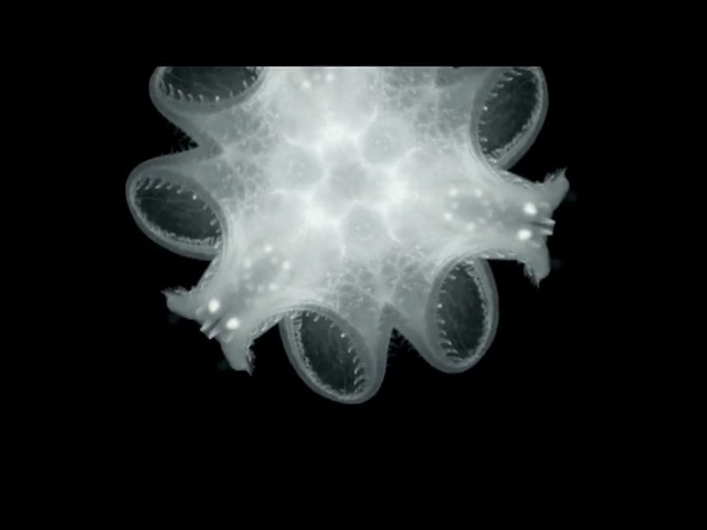 Video Reference: jellyfish, black, marine invertebrates, cnidaria, black and white, invertebrate, organism, close up, darkness, computer wallpaper
