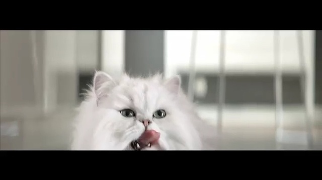Video Reference: Cat, Mammal, Vertebrate, Small to medium-sized cats, Felidae, Whiskers, Persian, Carnivore, Eye, Kitten