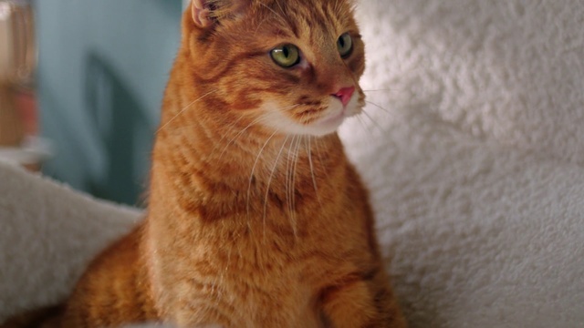 Video Reference: Cat, Whiskers, Mammal, Small to medium-sized cats, Felidae, Tabby cat, European shorthair, Domestic short-haired cat, Carnivore, Arabian mau