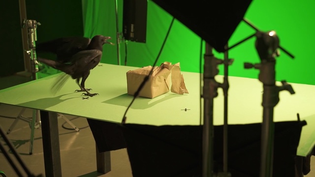 Video Reference: Green, Bird, Organism, Adaptation, Table, Art, Animation, Perching bird, Person