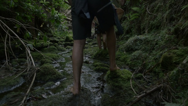 Video Reference: Jungle, Forest, Natural environment, Wilderness, Rainforest, Old-growth forest, Trail, Leg, Valdivian temperate rain forest, Tree, Outdoor, Grass, Person, Man, Standing, Woman, Holding, Walking, Wearing, Young, Black, Green, Frisbee, Riding, White, Horse, Water, Field, Clothing, Footwear, Dress, Plant