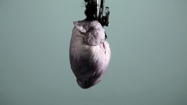 Video Reference: close up, organism