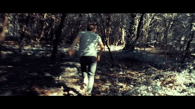 Video Reference: nature, tree, wilderness, forest, woody plant, path, woodland, trail, grass, plant