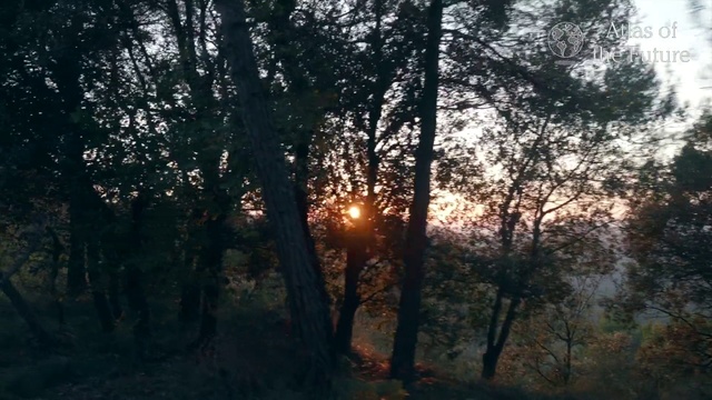 Video Reference: Tree, Nature, Forest, Woodland, Natural environment, Natural landscape, Sunlight, Northern hardwood forest, Tropical and subtropical coniferous forests, Atmospheric phenomenon