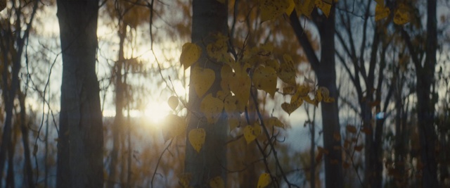 Video Reference: Tree, Nature, Branch, Leaf, Light, Yellow, Sunlight, Reflection, Atmospheric phenomenon, Natural environment