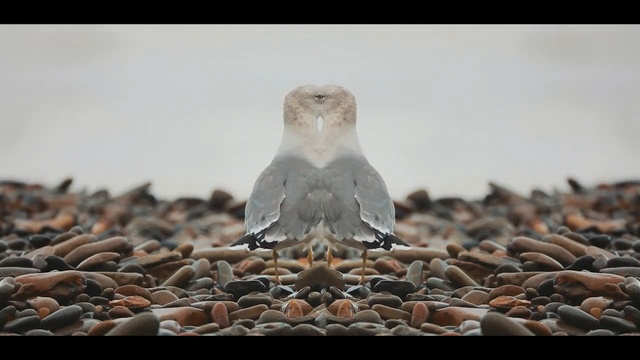 Video Reference: fauna, beak, bird, falcon, wildlife, bird of prey, Person