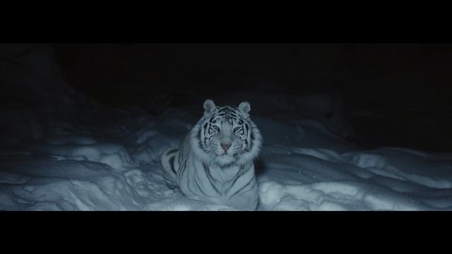 Video Reference: Bengal tiger, Black, Wildlife, Felidae, Tiger, Darkness, Siberian tiger, Black-and-white, Big cats, Whiskers