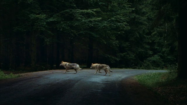 Video Reference: nature, wildlife, forest, tree, path, woodland, sky, grass, darkness, landscape