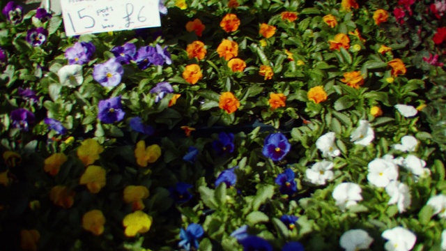 Video Reference: Flower, Plant, Flowering plant, Pansy, Spring, Wildflower, Garden, Annual plant, Viola, Petal