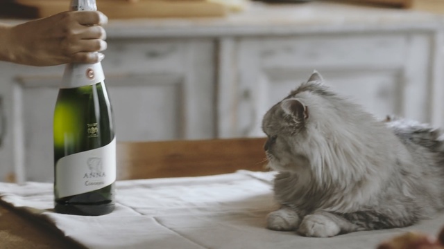 Video Reference: cat, small to medium sized cats, cat like mammal, whiskers, fur