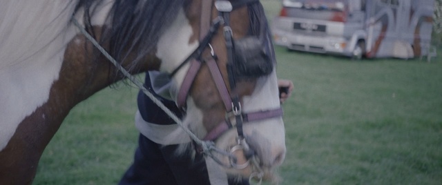 Video Reference: Horse, Halter, Bridle, Horse harness, Horse tack, Mammal, Horse supplies, Rein, Mane, Snout