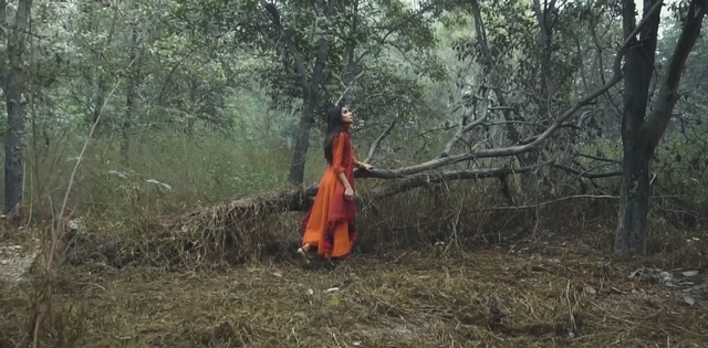 Video Reference: forest, ecosystem, woodland, tree, nature reserve, plant, old growth forest, grass, biome, jungle