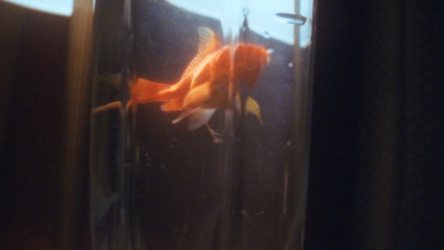 Video Reference: Goldfish, Freshwater aquarium, Heat, Fish, Organism, Aquarium, Tail, Feeder fish, Wood, Glass