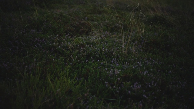 Video Reference: ecosystem, grass, atmosphere, vegetation, meadow, sky, darkness, night, grassland, grass family