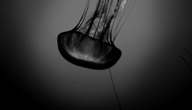 Video Reference: black, black and white, monochrome photography, still life photography, photography, monochrome, close up, macro photography, darkness, computer wallpaper