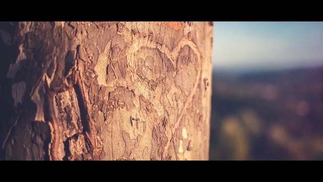 Video Reference: Nature, Tree, Wood, Trunk, Sky, Woody plant, Atmosphere, Carving, Rock, Geology