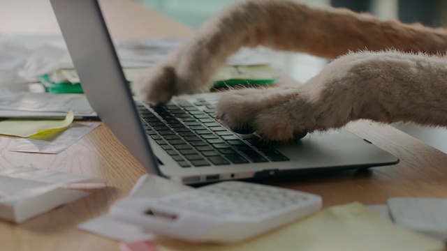 Video Reference: cat, mammal, small to medium sized cats, cat like mammal, kitten, whiskers, furniture, carnivoran, flooring, Person