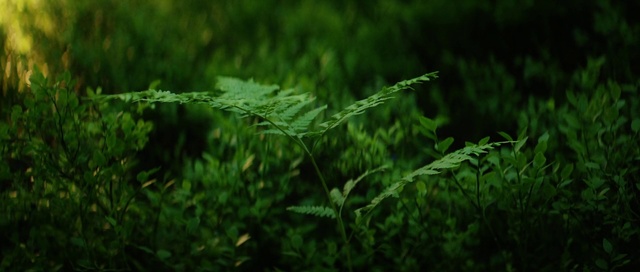 Video Reference: Green, Nature, Terrestrial plant, Vegetation, Leaf, Plant, Grass, Water, Vascular plant, Outdoor, Sitting, Small, Little, Hydrant, Fire, Bushes, Standing, White, Red, Bird, Field, Young, Black, Brown, Dog, Bear, Grassy, Garden, Yellow, Holding, Flower, Brush, Blue, Forest, Lush