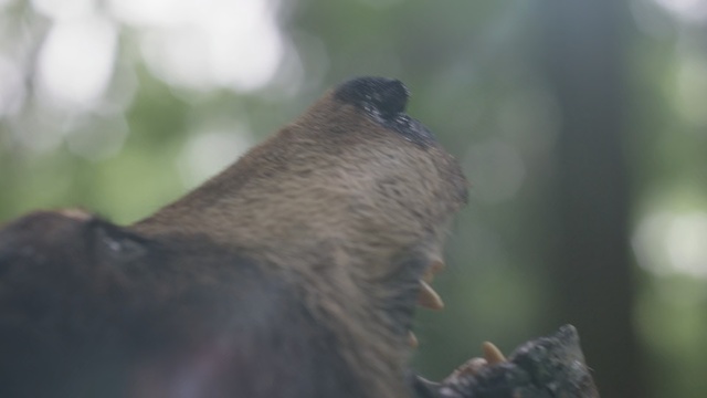 Video Reference: Wildlife, Snout, Eye, Branch, Bird, Beak, Primate, Tail