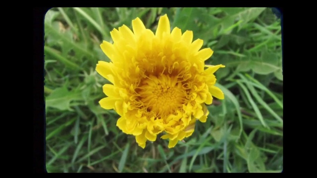 Video Reference: Flower, Flowering plant, Yellow, Petal, Plant, Dandelion, Sow thistles, Wildflower, Annual plant, Pollen