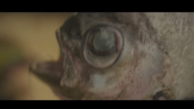Video Reference: nose, eye, close up, mouth, organism, organ, jaw, snout, screenshot