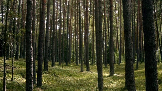 Video Reference: Tree, Forest, Natural environment, Natural landscape, Tropical and subtropical coniferous forests, Woodland, Spruce-fir forest, Nature, Grove, Northern hardwood forest