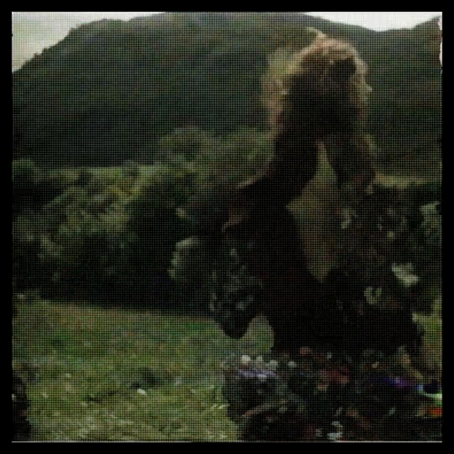 Video Reference: green, nature, fauna, ecosystem, wildlife, dog like mammal, grass, net, biome, animal shelter