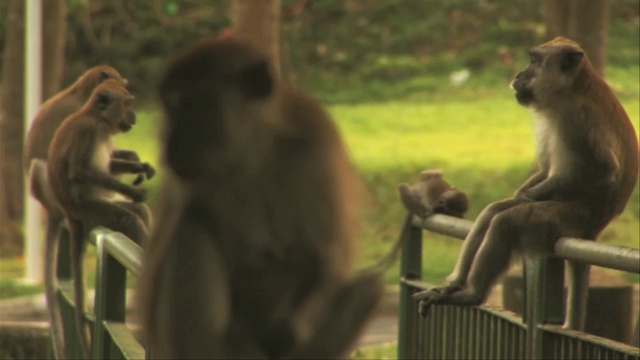 Video Reference: fauna, mammal, macaque, primate, wildlife, old world monkey, organism, new world monkey, terrestrial animal, tree