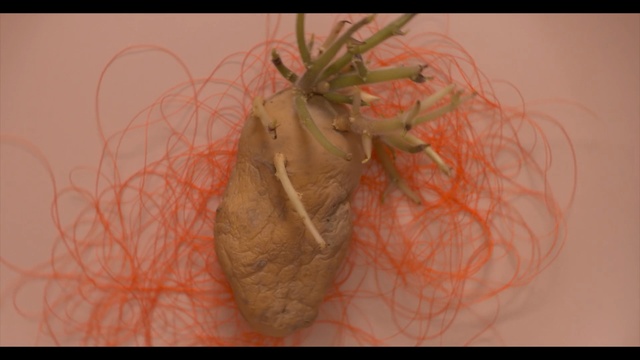 Video Reference: insect, invertebrate, close up, organism, macro photography, arthropod, true bugs, still life photography