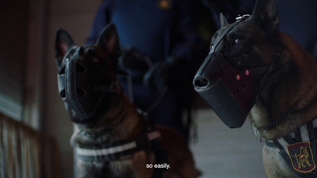 Video Reference: Mammal, Vertebrate, Canidae, Dog, Dog breed, Snout, Carnivore, Non-Sporting Group, Bull terrier, Guard dog