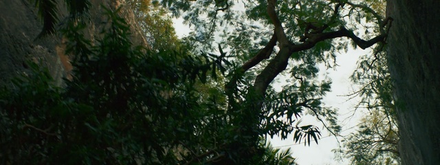 Video Reference: tree, nature, green, vegetation, leaf, branch, forest, woodland, flora, sunlight