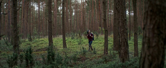 Video Reference: Woodland, Forest, Natural environment, Old-growth forest, Tree, Northern hardwood forest, Biome, Natural landscape, Spruce-fir forest, Nature reserve
