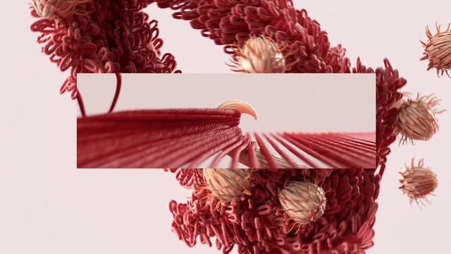Video Reference: Red, Textile, Flower, Paper, Plant