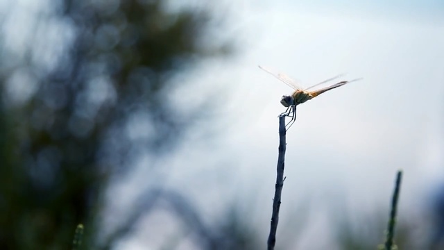 Video Reference: sky, insect, fauna, invertebrate, macro photography, fly, wind, bird, dragonfly, grass family