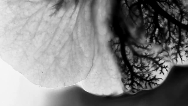 Video Reference: Flower, Plant, Liquid, Water, Petal, Tints and shades, Moisture, Herbaceous plant, Flowering plant, Close-up