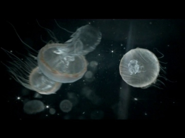 Video Reference: Jellyfish, Bioluminescence, Cnidaria, Organism, Marine invertebrates, Marine biology, Invertebrate, Atmosphere, Space, Macro photography