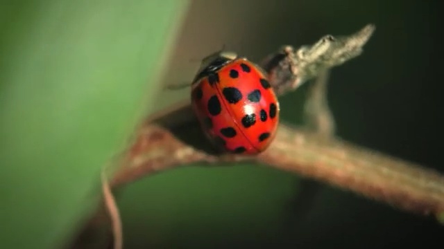 Video Reference: Ladybug, Insect, Macro photography, Beetle, Close-up, Invertebrate, Organism, Photography, Adaptation, Arthropod