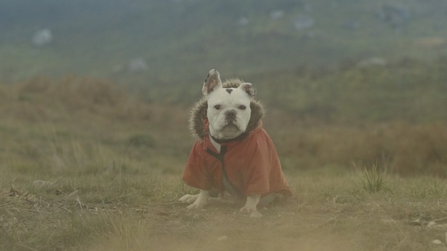 Video Reference: Dog, Canidae, Dog breed, Atmospheric phenomenon, Carnivore, Fun, Sporting Group, Terrier, Non-Sporting Group, American pit bull terrier