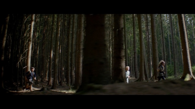 Video Reference: Tree, Woodland, Forest, Nature, Natural environment, Old-growth forest, Woody plant, Biome, Plant, Darkness