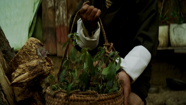 Video Reference: plant, flower, tree, grass