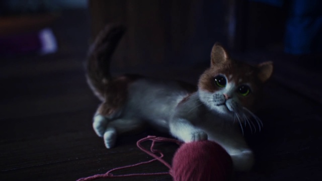 Video Reference: Cat, Small to medium-sized cats, Whiskers, Felidae, Snout, Carnivore, Kitten, Tail, Asian, Domestic short-haired cat