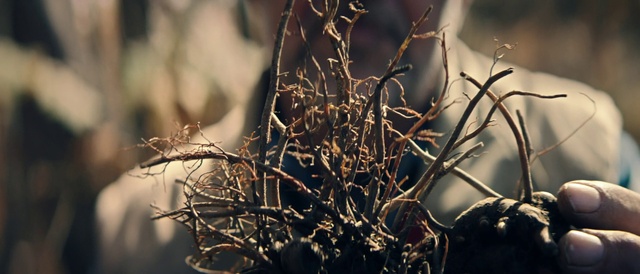 Video Reference: Branch, Nature, Twig, Plant, Tree, Close-up, Botany, Leaf, Spring, Sky